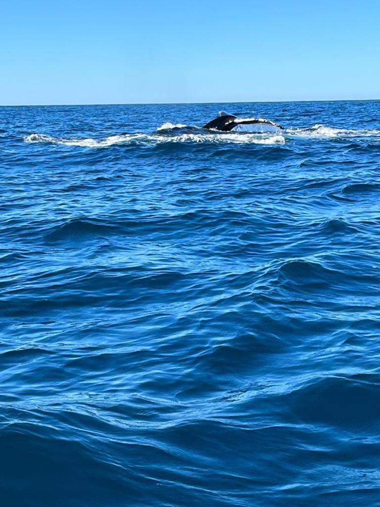 Hotel- Whale Tours And Sport Fishing Vista Mag-Bay Puerto San Carlos Екстер'єр фото